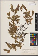 Foto von Salix L.
